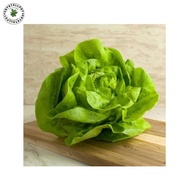 Green Romaine Parris Island Cos Haira Seed Lettuce Seeds - PARRIS ISLAND COS LETTUCE