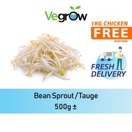 🔥FRESH 🔥Bean Sprout / Tauge 500g +-