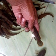 Limbata 7-8 cm