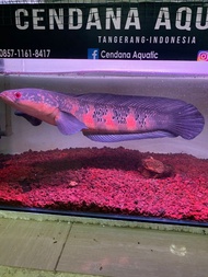 Ikan Channa Red Barito size 55cm Bunga Tiap Bar