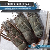 sale Lobster Laut Besar 1Kg 250-350 Gram/Lobster Pasir/Lobster Laut