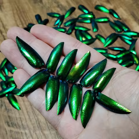 50 Pieces Jewel Beetle Elytra Emerald Green Real Elytron Wings Natural Insect Coleoptera Handmade Ne