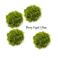 Moss on Big Wabikusa-Emerge/Aquatic Plant/Tumbuhan Akuatik/Terrarium/ Paludarium/Vivarium
