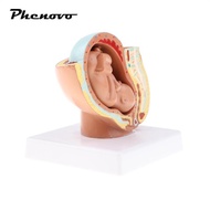 [Phenovo] 9th Month Fetus/Foetus   Models Human Fetal Development Model Lab Supplies Educative