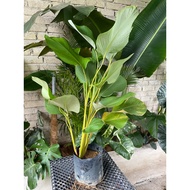 LFT-POKOK LANDSCAPE HIDUP / CALATHEA LUTEA / POKOK OUTDOOR / HABANA CIGAR / LIVE PLANT
