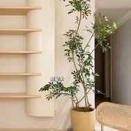 Office Living Room Good Raising Potted Plants Large Four Seasons Plants Duck Palm Wood Indoor Duck F