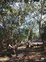 農家冷榨茶籽油山茶油
