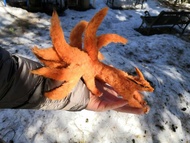 火影忍者鞍馬狐 9 尾可擺姿勢定制可定制