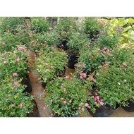 Lush Rose Carpet Big Potted