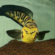Channa Yellow Sentarum size 25-30 Cm | Ikan hias aquarium