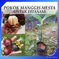 Pokok Manggis Mesta Manggis Jepun Untuk Ditanam Pokok Hidup Real Live Plant Japanese Mangosteen 日本山竹