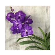 Ornamental Vanda Orchid Blue Potted Flower Plant - Fresh Gardening Indoor Plant Outdoor Plants for Home Garden