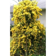 Carolina jasmine pokok bunga wangi