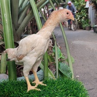 Ayam Ko Shamo Betina Siapan
