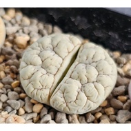 Lithops Gracilidelineata green grey C189A/C374A/C373A/C261A 优选荒玉拿铁latte succulent plant