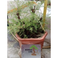 Bahan Bonsai Cucur Atap Terengganu Original / Pokok Hiasan Outdoor Bonsai Tree(Sabah,Sarawak Boleh H