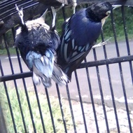Burung rambatan Doraemon Sepasang Gacoran