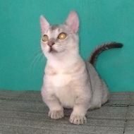 kucing munchkin jantan silver