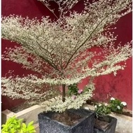 AFRICAN TALISAY VARIEGATED