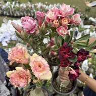 POKOK KEMBOJA ROSE ADENIUM PLANT THAILAND MULTI LAYER (RARE ID), MURAH‼️