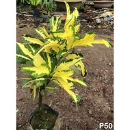 Codiaeum variegatum puding puling Croton 变叶木 LIVE PLANT OUTDOOR