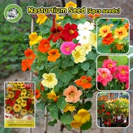 [อัตรางอกสูง/COD] เมล็ดสด 100% เมล็ดพันธุ์ แนสเทอเทียม คละสี Nasturtium Seeds Climbing Flower Seeds 