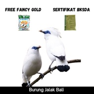 Burung Jalak Bali Sertifikat Resmi BKSDA