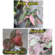 ready Pokok Syngonium Pink Splash Pink Spot Strawberry ice syngonium albo real plant