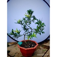 D4 KUNING Bud Podocarpus 黄金红芯罗汉松 podocarpus Bonsai