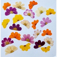 Pressed Cosmos flower - HALF Cosmos Flower - Herbarium - Oshibana - Pressed flower - Flower in frame