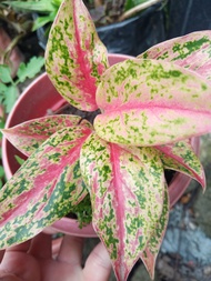 PRETTY Aglaonema Plant