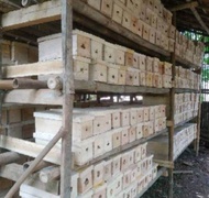 Sarang bibit lebah klanceng / trigona super leaviceps [COD]