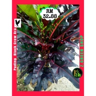 Pokok Puding Black Crow Ara