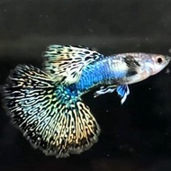 ikan guppy green dragon