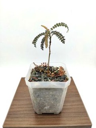 SC-01 索科特拉 索島 乳香