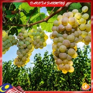 Anak Pokok Anggur Golden Muscat Grape Pokok Premium Lebat Berbuah Import Dari Thailand
