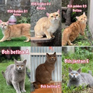 [Best Seller] Kucing British Shorthair Mix Premium