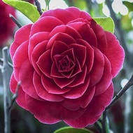 [COD] Four Seasons Xiangfei Camellia กระถางต้นไม้พร้อมดอกตูมต้นกล้าดอกไม้ในสวนที่มีกลิ่นหอมในร่มต้นก