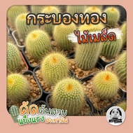 ต้นกระบองทอง(Notocactus leninghausii) ไม้เพาะเมล็ด - ต้นกระบองเพชร ราคาถูก🌵ต้นแคคตัส❤️