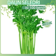 cocok untuk pemula-(1 PACK isi 100biji ) Benih Seledri Summer Green Daun Sop Chinese Celery Seeds