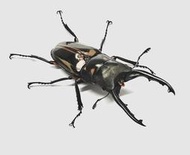 【愛森螗甲蟲館】斑馬鋸鍬形蟲 PZL 呂宋島 成蟲 單公 飼育品 可動模型