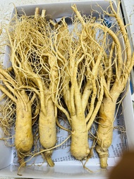 1Kg Nhân Sâm Tươi Hàn Quốc Size 8 Củ/Kg - Sâm Tươi Hàn Quốc 6 Năm Tuổi