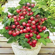 Cherry Tomato Gartenperle 50 to 70 Seeds Dwarf Vegetable Heirloom Specially Sourced For SG