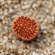 [Red Lithops Hallii 红巴厘玉] 生石花 High Quality Selected Lithops 已挑选 品种 As Picture 岛田 番杏