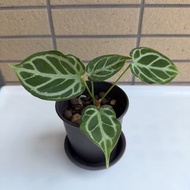 銅鑼燒花燭 Anthurium Crystallinum Dorayaki