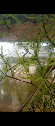 Guppy Grass - tumbuhan air yang sesuai untuk guppy molly platy dan betta