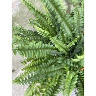 MC - Bostern Fern / Nephrolepis Exaltata 波士顿厥 | Live Plant