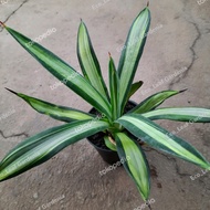 Agave Sisalana Variegata