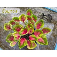 Caladium Thailand / Keladi Thailand: Chonthong