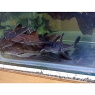 Oxydoras Niger - Tankmate